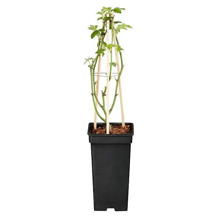 Piardino Kletterrose - Rosa Hybride 'Red Flame ®' - Vorderansicht