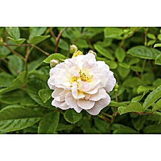 Piardino Edelrose (Rosa Hybride 'Annapurna ®', Weiß, Topfgröße: 19 cm)