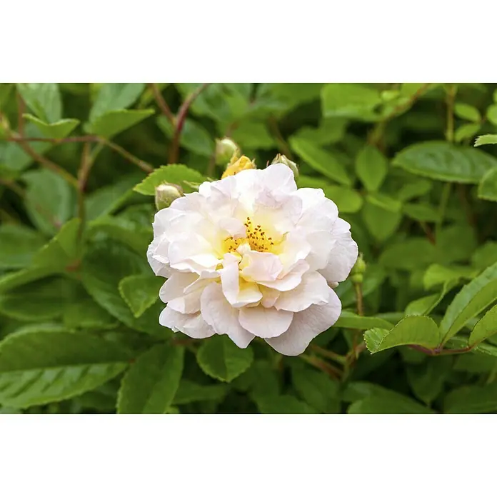 Piardino Edelrose - Rosa Hybride 'Annapurna ®', Weiß, Topfgröße: 19 cm - Nahaufnahme einer zarten, hellen Rose mit gelbem Zentrum, umgeben von üppigem Grün. Die Rose ist ein echter Blickfang.