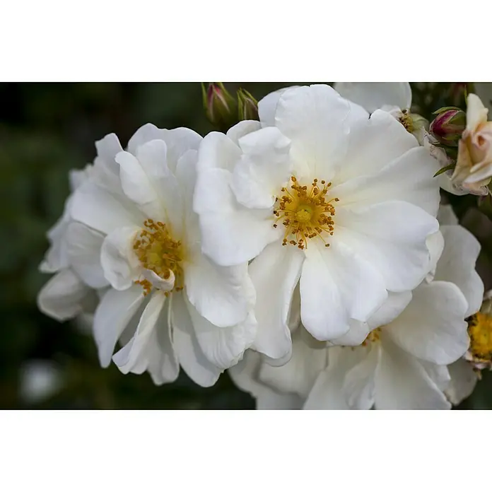 Piardino Edelrose - Rosa Hybride 'Annapurna ®', Weiß, Topfgröße: 19 cm - Nahaufnahme von strahlend weißen Rosenblüten mit leuchtend gelben Staubgefäßen, die die zarte Schönheit der Natur hervorheben.