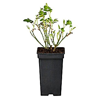 Piardino Edelrose 'Annapurna' (Rosa Hybride, Weiß, Topfgröße: 19 cm)