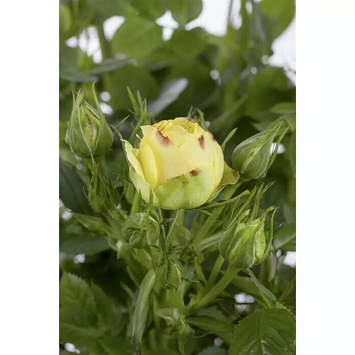 Piardino Edelrose - Rosa Hybride 'Diamonds Forever ®', Topfgröße: 19 cm, Gelb - Stimmungsaufnahme