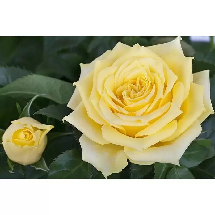 Piardino Edelrose - Rosa Hybride 'Diamonds Forever ®', Topfgröße: 19 cm, Gelb - Stimmungsaufnahme