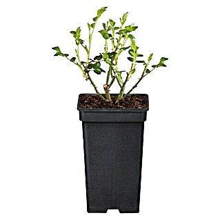 Piardino Edelrose 'Diamonds Forever' (Rosa Hybride, Topfgröße: 19 cm, Gelb)