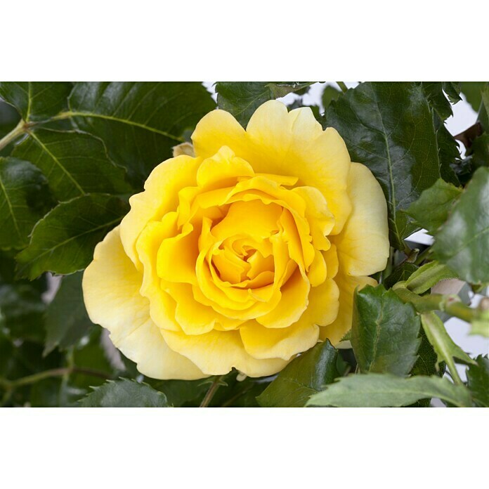 Rosa hybride Lizenzfrei 3 Gelb