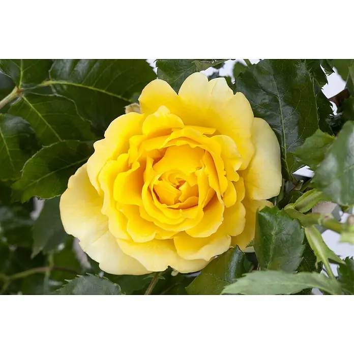 Piardino Topfrose -  - Nahaufnahme einer leuchtend gelben Rose mit spiralförmig angeordneten Blütenblättern, umgeben von glänzend grünen Blättern.