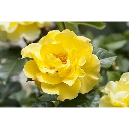 Piardino  Topfrose