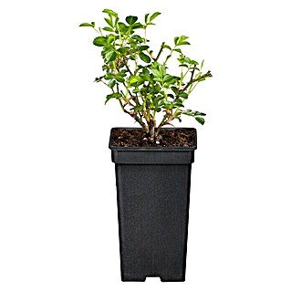 Piardino Topfrose (Rosa Hybride, Gelb)