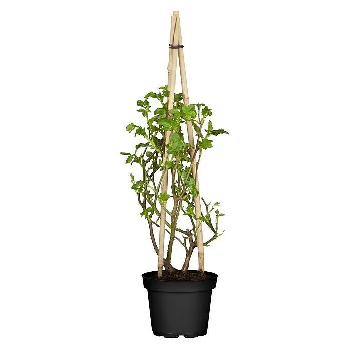 Piardino Kletterrose - Rosa Hybride 'Eden Rose ®' - Vorderansicht