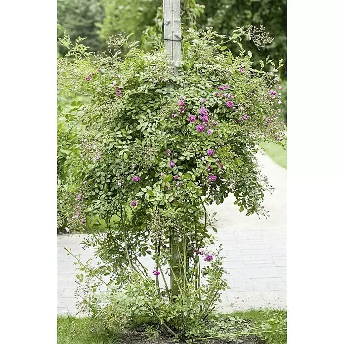 Piardino Kletterrose - Rosa Hybride 'Eden Rose ®' - Stimmungsaufnahme