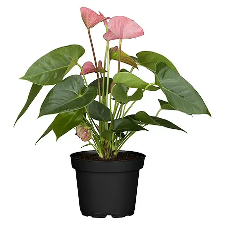 Piardino  Flamingoblume