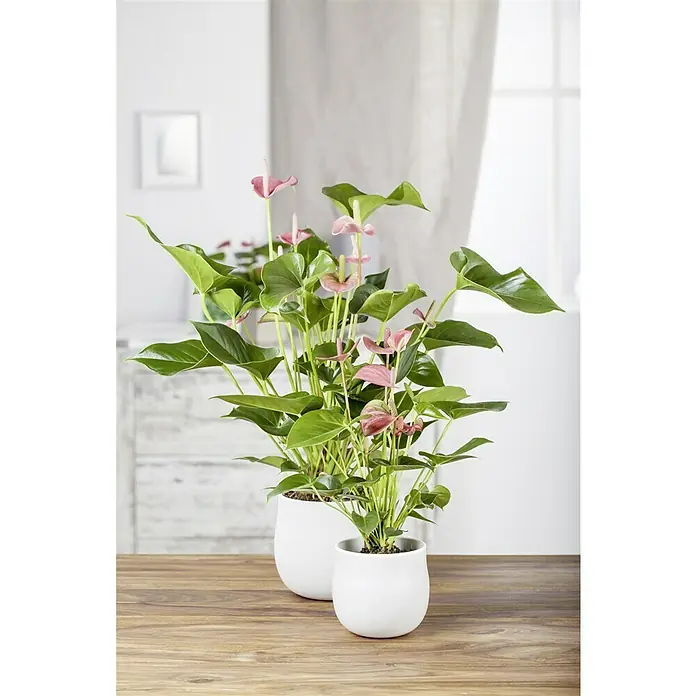 indoor plant pot mix Plant Care Gift Box