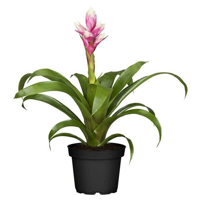 Lucky Reptile Bromelie Neoregelia - Künstliche Terrarienpflanze 20 Cm | Pflegeleichte Deko