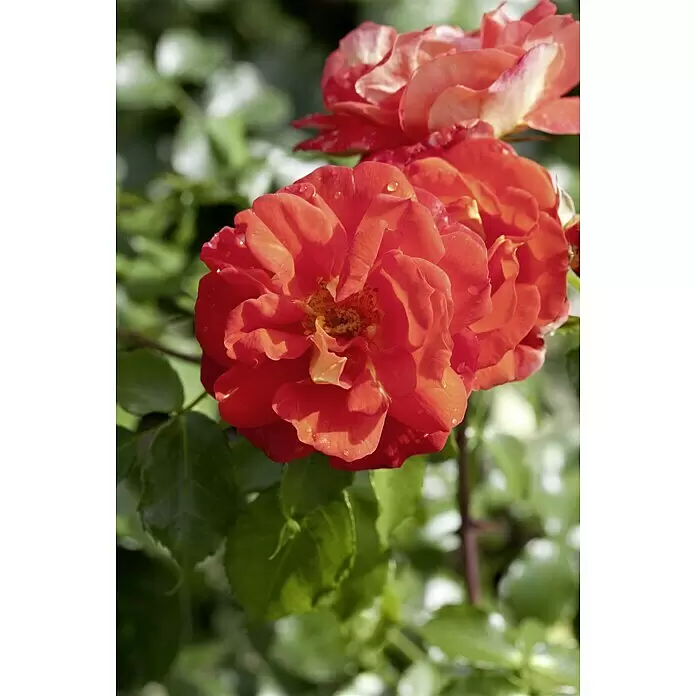 Piardino Topfrose -  - Stimmungsaufnahme