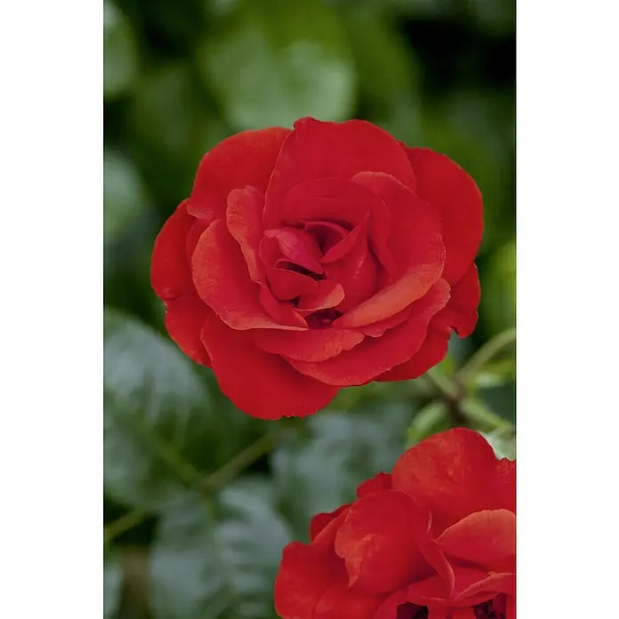 Piardino Topfrose -  - Nahaufnahme einer roten Rose mit sanften Blütenblättern vor einem verschwommenen, grünen Hintergrund, die ihre Schönheit und Eleganz hervorhebt.