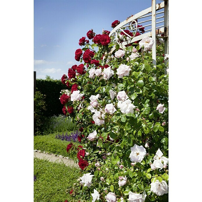 Rosa Hybride KletterLizenzfrei 3 Sonder