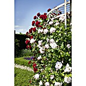 Rosa Hybride KletterLizenzfrei 3 Sonder