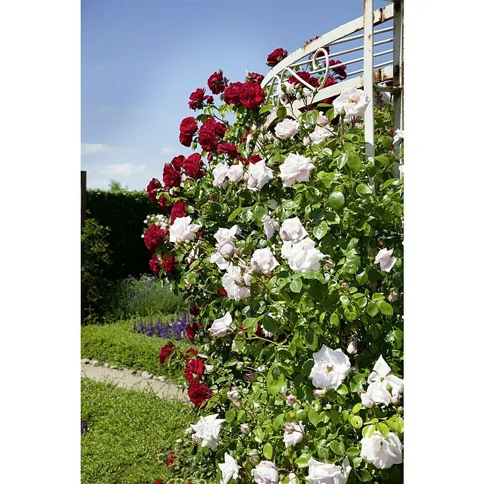 Piardino Kletterrose - Rosa Courtyard, 3 l, Artenabhängig - Eine Kletterrose in Rot und Weiß, die an einem weißen Spalier wächst, mit üppigem Grün und einem blauen Himmel im Hintergrund.