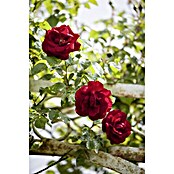 Rosa Hybride KletterLizenzfrei 3 Sonder