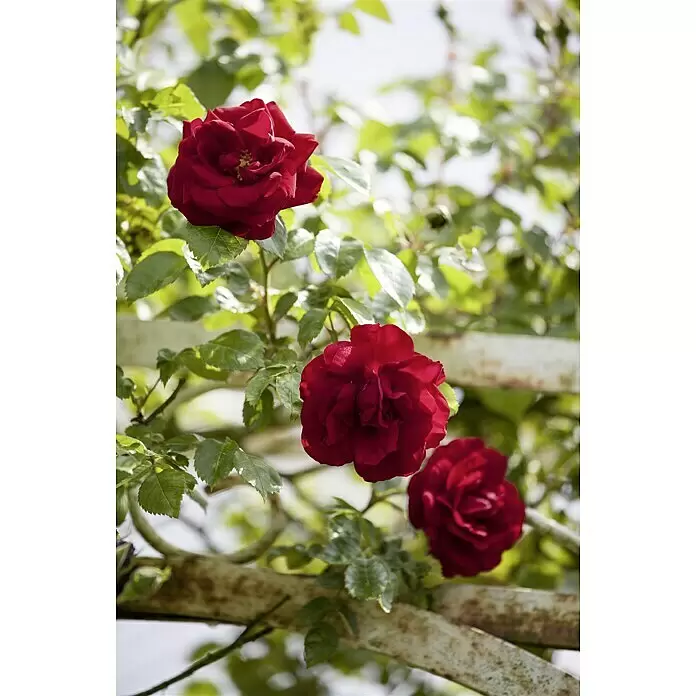 Piardino Kletterrose - Rosa Courtyard, 3 l, Artenabhängig - Stimmungsaufnahme