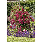 Rosa Hybride KletterLizenzfrei 3 Sonder