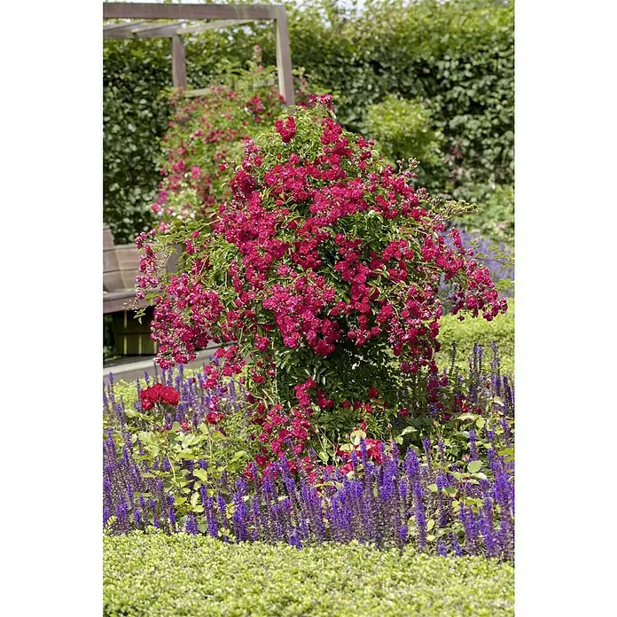 Piardino Kletterrose - Rosa Courtyard, 3 l, Artenabhängig - Üppige rote Rosen klettern an einer Laube, umgeben von lila Lavendel und ordentlich geschnittenen Büschen.