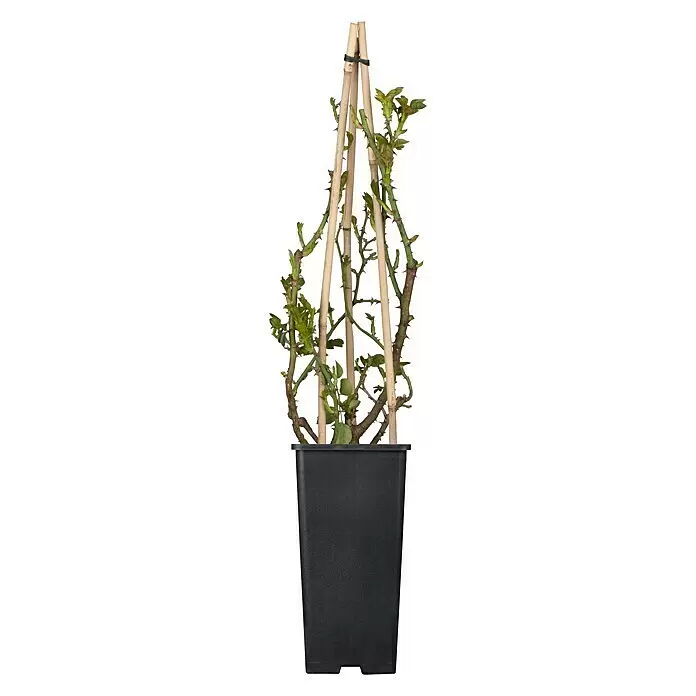 Piardino Kletterrose - Rosa Hybride 'Blue Girl ®', Topfgröße: 19 cm, Mauve-blau - Vorderansicht