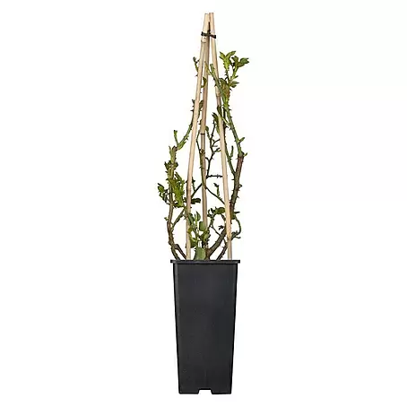 Piardino  Kletterrose
