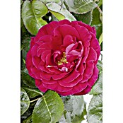 Rosa hybride Lizenz Sonderfarben 3 Sonde