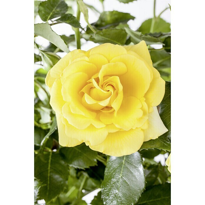 Rosa hybride Lizenz Sonderfarben 3 Sonde
