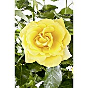 Rosa hybride Lizenz Sonderfarben 3 Sonde