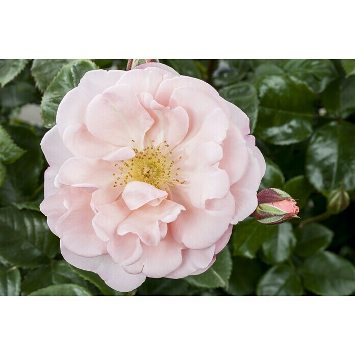 Rosa hybride Lizenz Sonderfarben 3 Sonde