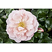 Rosa hybride Lizenz Sonderfarben 3 Sonde