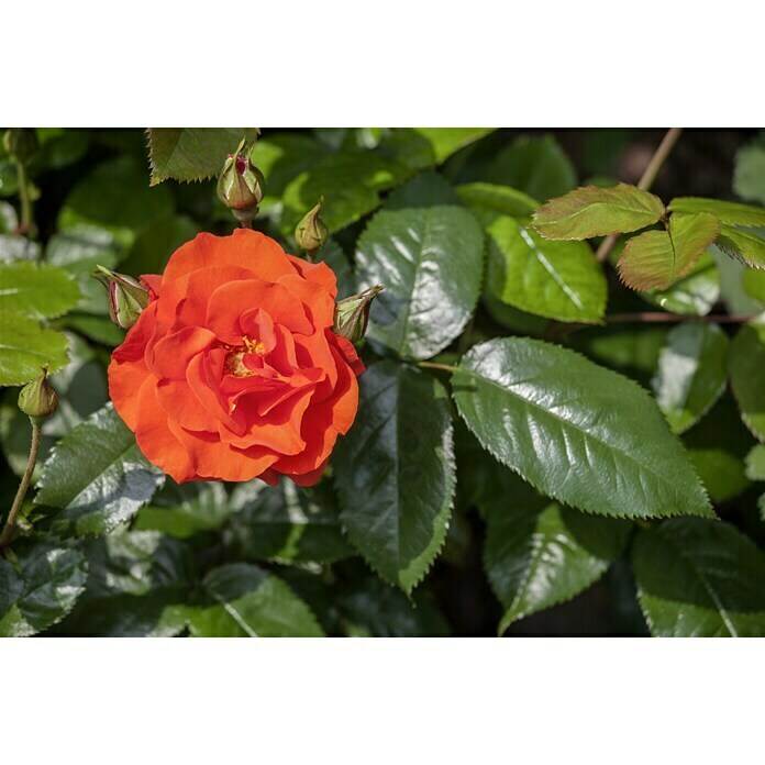 Rosa hybride Lizenz Sonderfarben 3 Sonde
