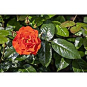 Rosa hybride Lizenz Sonderfarben 3 Sonde