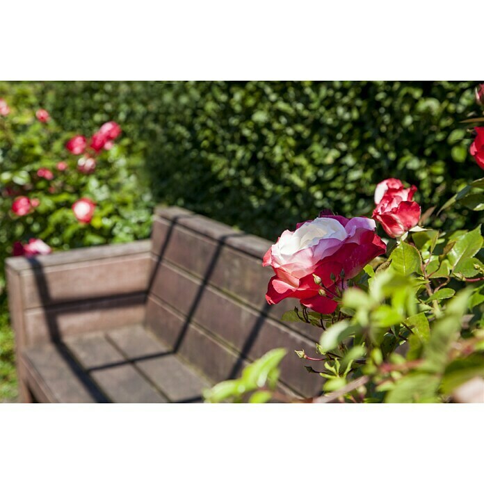 Rosa hybride Lizenz Sonderfarben 3 Sonde