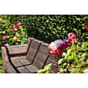 Rosa hybride Lizenz Sonderfarben 3 Sonde