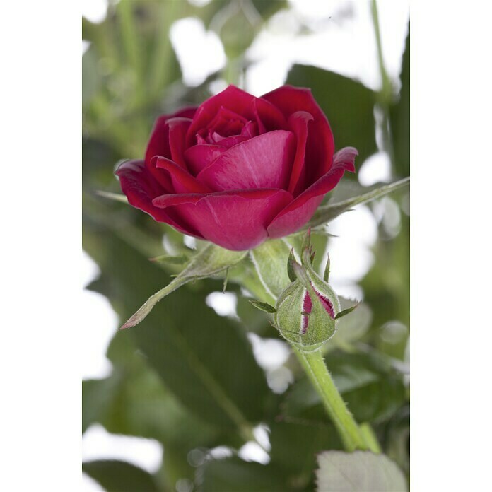 Rosa hybride Lizenz Sonderfarben 3 Sonde