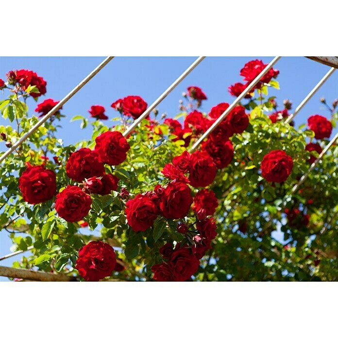 Rosa hybride Lizenz Sonderfarben 3 Sonde