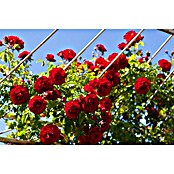 Rosa hybride Lizenz Sonderfarben 3 Sonde