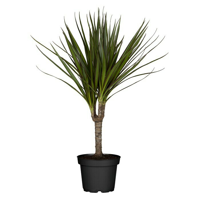 Drachenbaum (Dracaena marginata, Topfgröße: 12 cm, Grün)