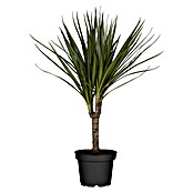 Drachenbaum (Dracaena marginata, Topfgröße: 12 cm, Grün)