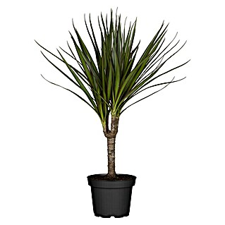 Piardino Drachenbaum (Dracaena marginata, Topfgröße: 12 cm, Grün)