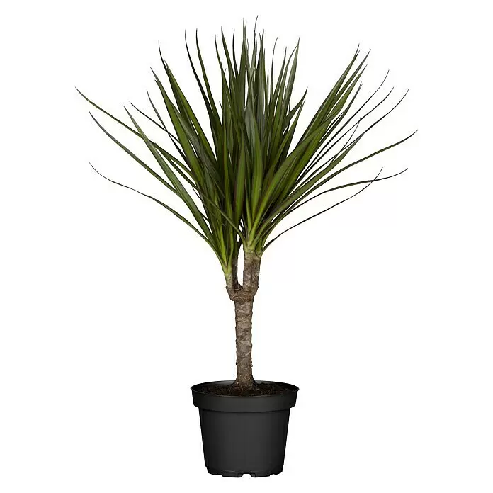 Piardino Drachenbaum - Dracaena marginata, Topfgröße: 12 cm, Grün - Vorderansicht