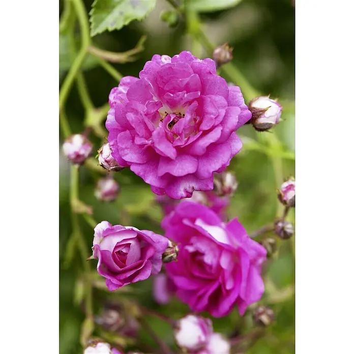 Piardino Kletterrose - Rosa Hybride 'Westerland ®' - Nahaufnahme von Rosa-Blüten in voller Blüte, umgeben von Knospen und grünen Blättern, die die zarte Schönheit der Rose hervorheben.