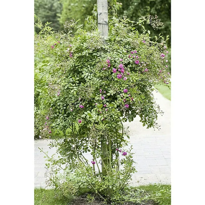 Piardino Kletterrose - Rosa Hybride 'Westerland ®' - Dieser bezaubernde Strauch ist mit lebhaft violetten Blüten geschmückt und dient als attraktiver, natürlicher Mittelpunkt im Garten.
