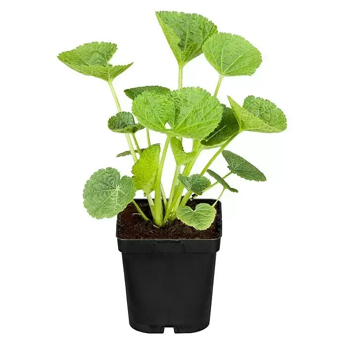 Piardino Staude "Weißer Staudengarten" - Stauden in Arten & Sorten, Topfgröße: 9 cm - Vorderansicht
