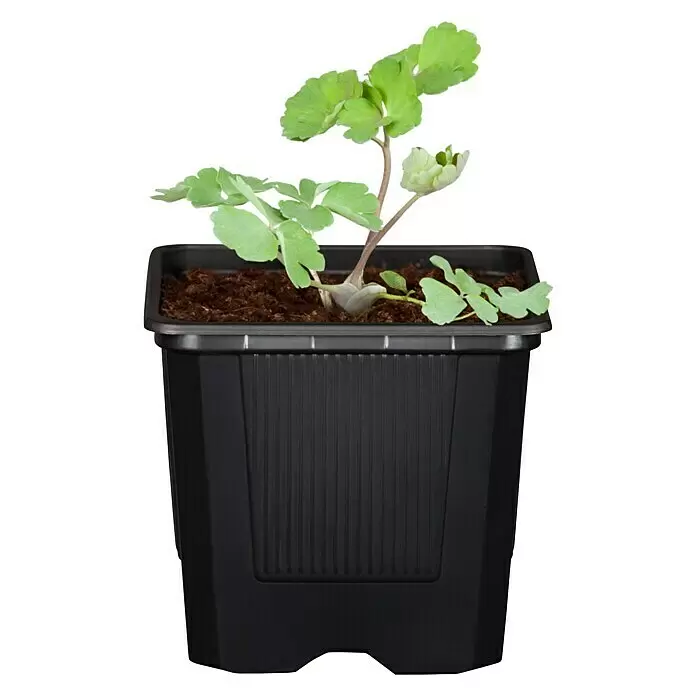 Piardino Staude "Weißer Staudengarten" - Stauden in Arten & Sorten, Topfgröße: 9 cm - Vorderansicht