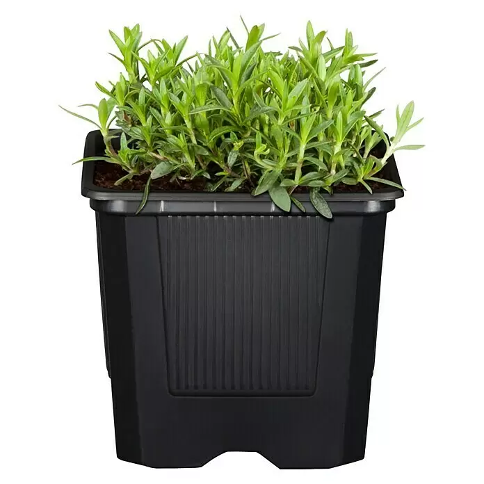 Piardino Staude "Weißer Staudengarten" - Stauden in Arten & Sorten, Topfgröße: 9 cm - Vorderansicht