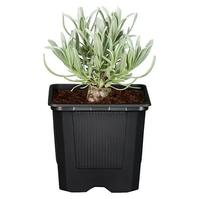 Piardino Staude "Weißer Staudengarten" - Stauden in Arten & Sorten, Topfgröße: 9 cm - Vorderansicht